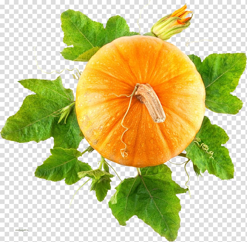 Pumpkin bread Portable Network Graphics Vegetable Leaf, pumpkin transparent background PNG clipart