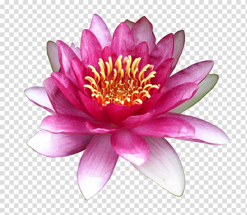 Flower Water lily , lotus transparent background PNG clipart