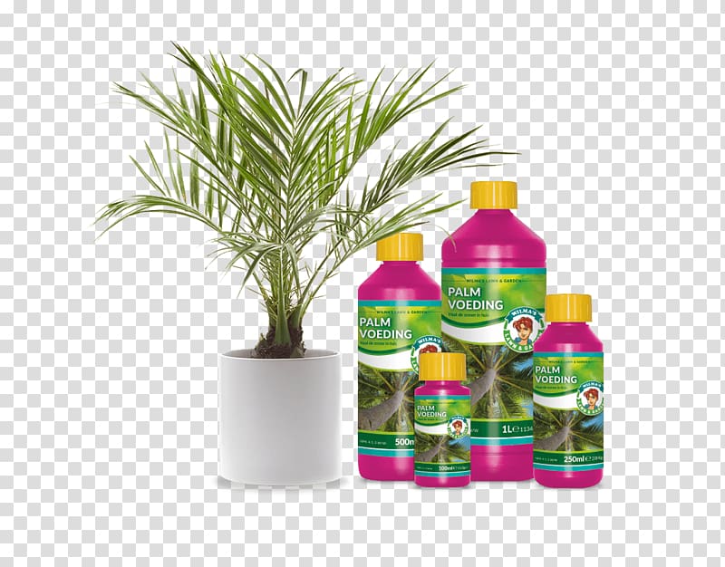 Sago palm Houseplant Garden Tree Bonsai, tree transparent background PNG clipart