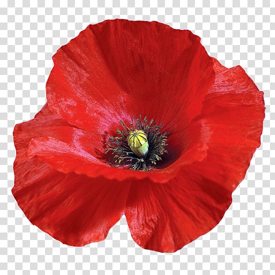 Common poppy Flower, flower transparent background PNG clipart