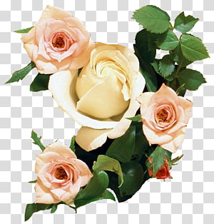 https://p7.hiclipart.com/preview/223/362/396/rose-desktop-wallpaper-flower-bouquet-display-resolution-gif-thumbnail.jpg