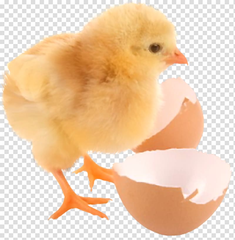 Chicken Eggshell Kifaranga Information, chicken transparent background PNG clipart