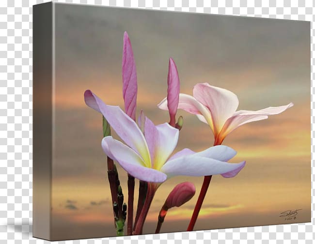 Gallery wrap Wildflower Plant , plumeria transparent background PNG clipart
