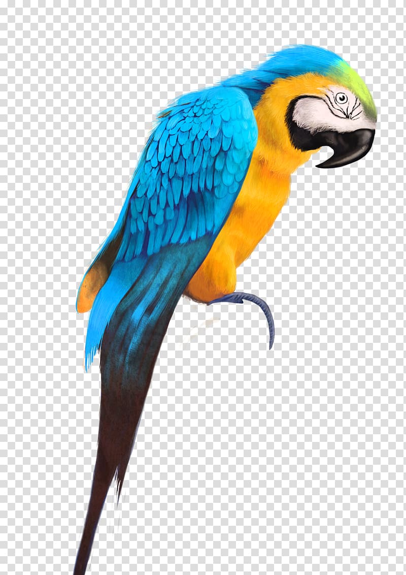 Bird Drawing Macaw Digital art, Bird, png | PNGWing