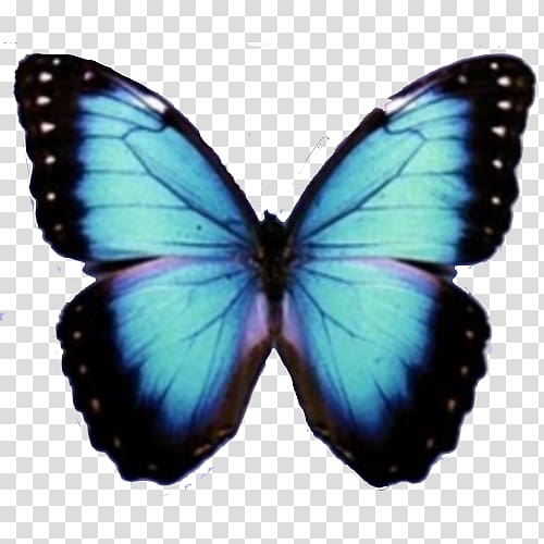 blue morpho butterfly illustration, Butterfly Computer Icons, Blue Butterfly transparent background PNG clipart