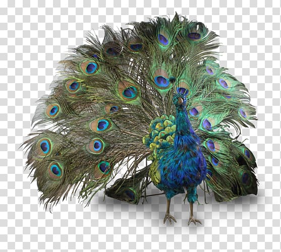 green and blue peafowl illustration, Peafowl , Peacock transparent background PNG clipart