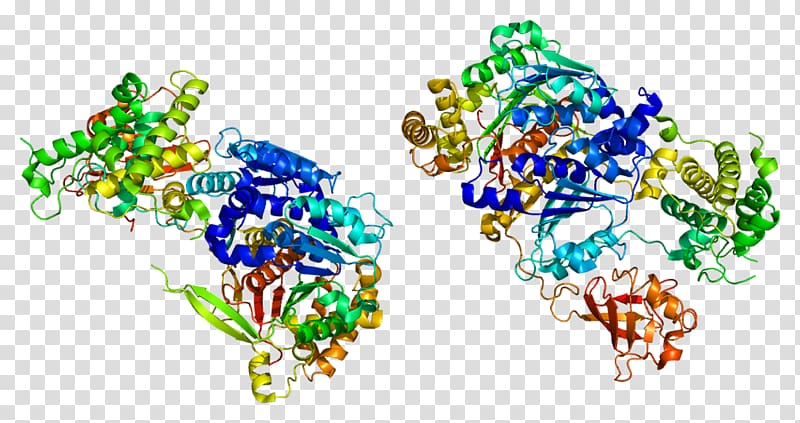 SAE1 Protein Data Bank SUMO protein UBA2, transparent background PNG clipart