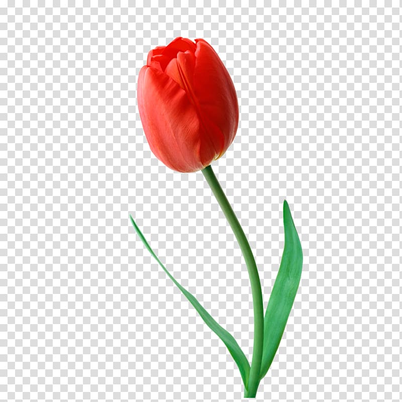 Tulip Flower bouquet Transvaal daisy Garden roses, tulip transparent background PNG clipart