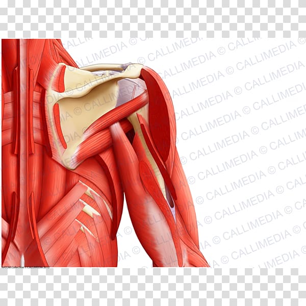 Muscle Shoulder Thorax Coronal plane Upper limb, arm transparent background PNG clipart
