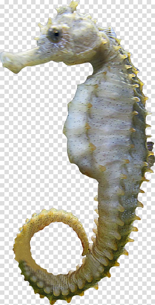 Seahorse Information , SEA VIEW transparent background PNG clipart