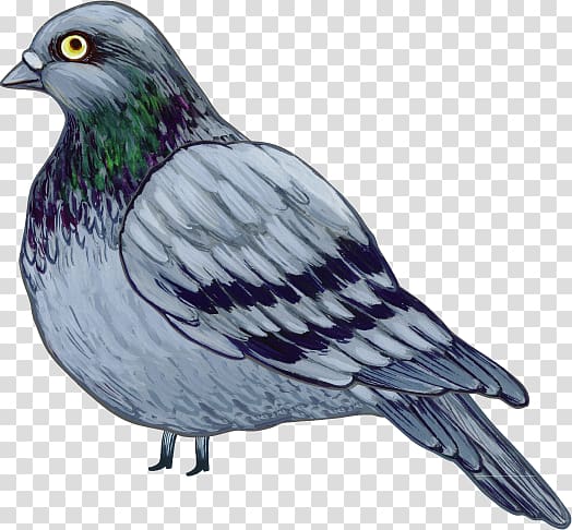 dove Columbidae Drawing, taube transparent background PNG clipart