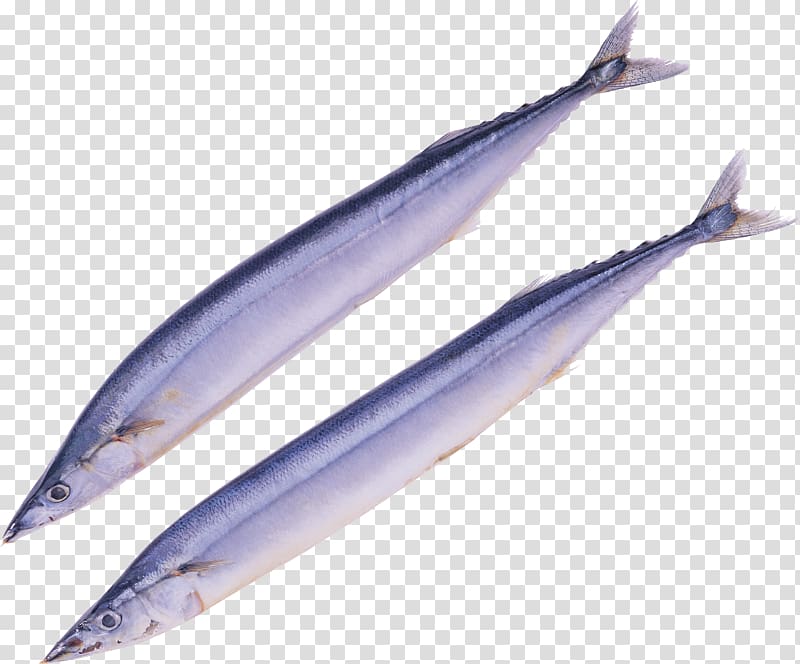 Pacific saury Japanese Spanish mackerel Seafood Autumn, autumn transparent background PNG clipart