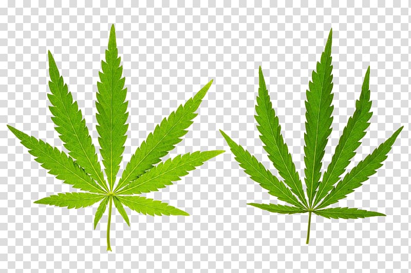 Cannabis Leaf Hemp, Two cannabis leaves transparent background PNG clipart