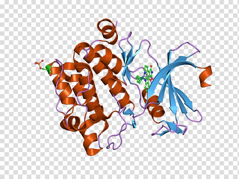 PIM1 PAK4 p21-activated kinases Epidermal growth factor receptor, others transparent background PNG clipart