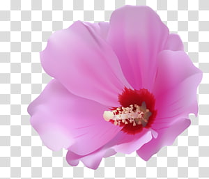 Flower Petal , pink flower transparent background PNG clipart thumbnail