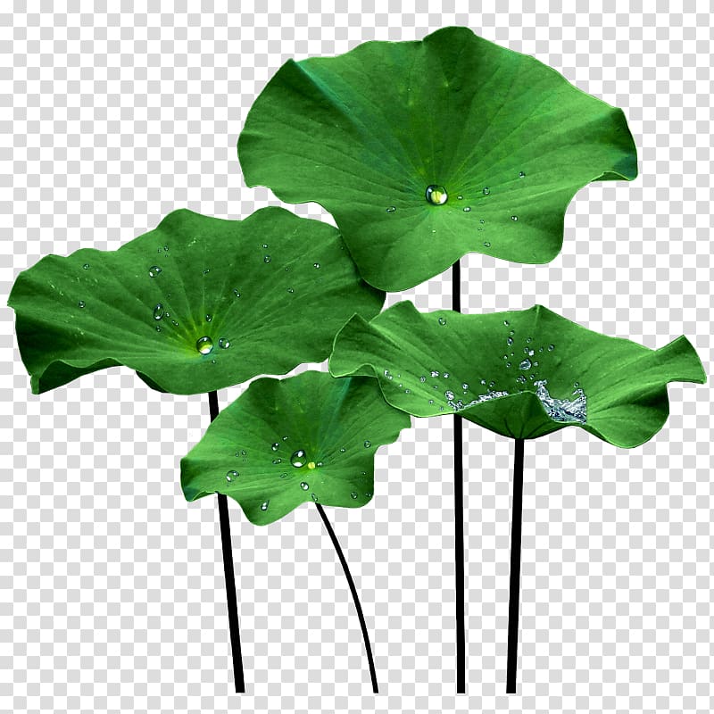 Nelumbo nucifera Lotus effect Leaf , tamil transparent background PNG clipart