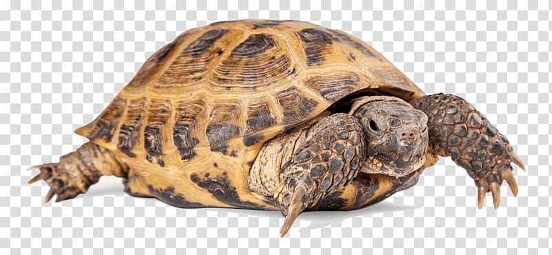 Turtle Reptile Russian tortoise Common tortoise, bearded dragon transparent background PNG clipart