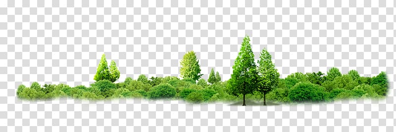 green trees illustration, Thailand Tree Sufficiency economy Forest, Corner forest-free buckle material transparent background PNG clipart
