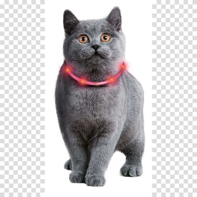 Cat Dog Collar Rope light, Cat transparent background PNG clipart