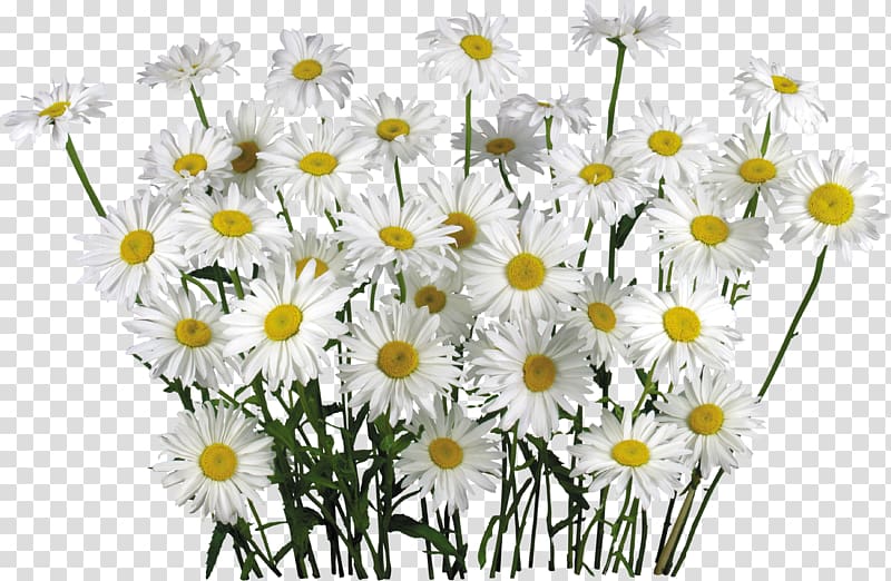 Chamomile Flower , vanilla transparent background PNG clipart