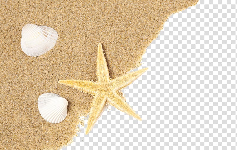 yellow starfish beside seashell during daytime, Shell beach Seashell Sand, Sand and shells transparent background PNG clipart