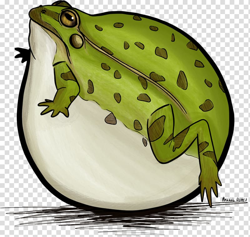 American bullfrog True frog T-shirt Toad, frog transparent background PNG clipart