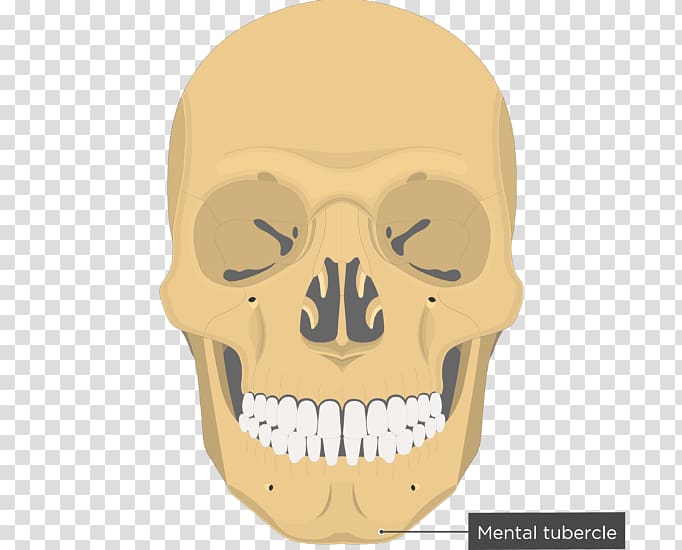 Vomer Nasal bone Nasal concha Lacrimal bone, skull transparent background PNG clipart