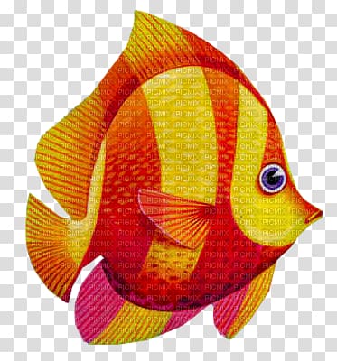 Goldfish Animal, fish transparent background PNG clipart