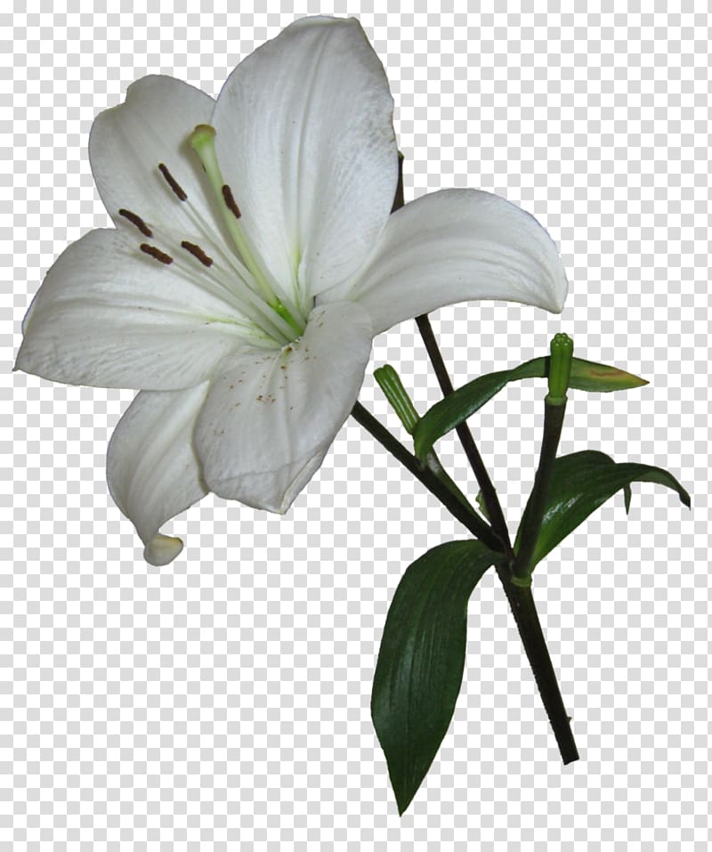 Easter lily Lilium candidum Arum-lily Garden Lilies , lily transparent background PNG clipart