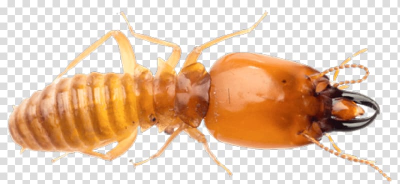 Premier Termite & Pest Control Ant Exterminator, insect transparent background PNG clipart