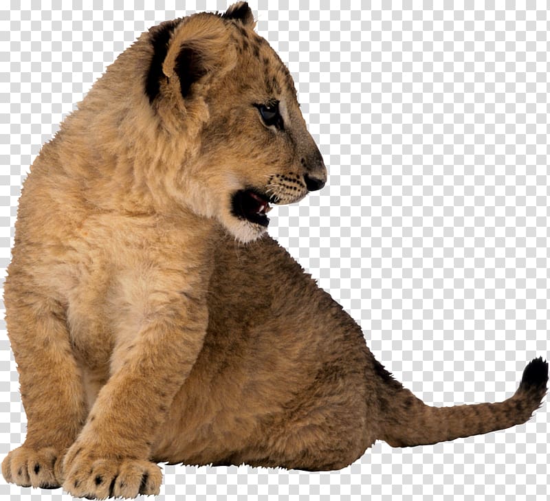 East African lion Cougar Tiger Animal , Lion cub transparent background PNG clipart