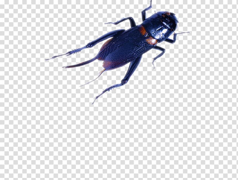 Insect Cricket , Black cricket transparent background PNG clipart
