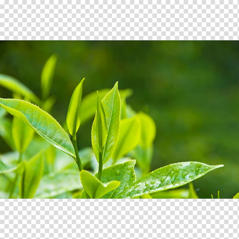 Tea production in Sri Lanka White tea Green tea Camellia sinensis, tea transparent background PNG clipart