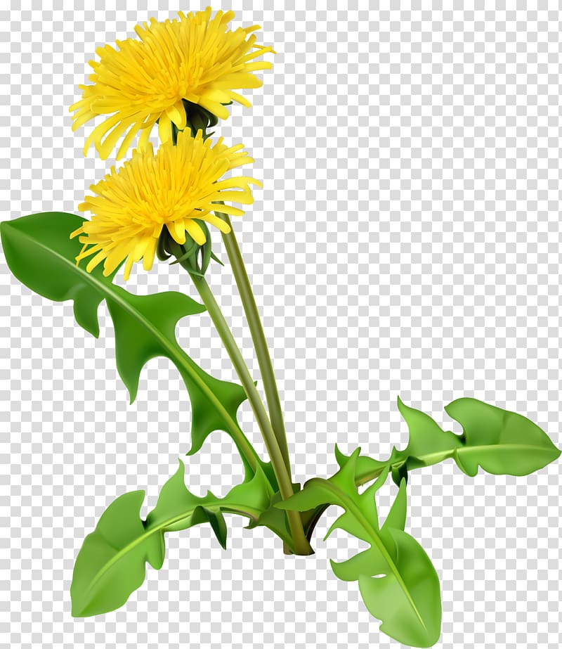 Common Dandelion Dandelion coffee Flower Seed, Cartoon yellow chrysanthemum transparent background PNG clipart