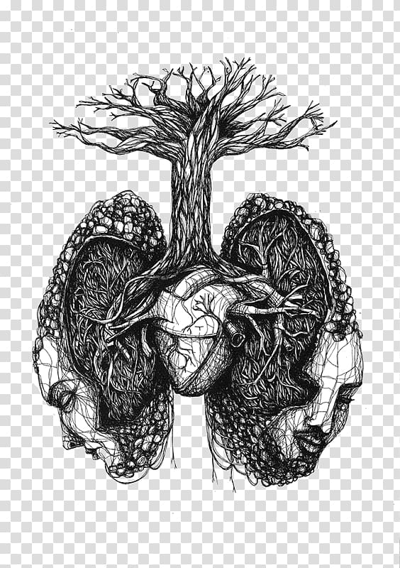 lung organ transparent background PNG clipart