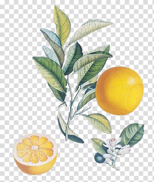 orange fruit , The Persistence of Memory Watercolor painting Fruit Salvador Dalxed Museum, Food Lemon transparent background PNG clipart