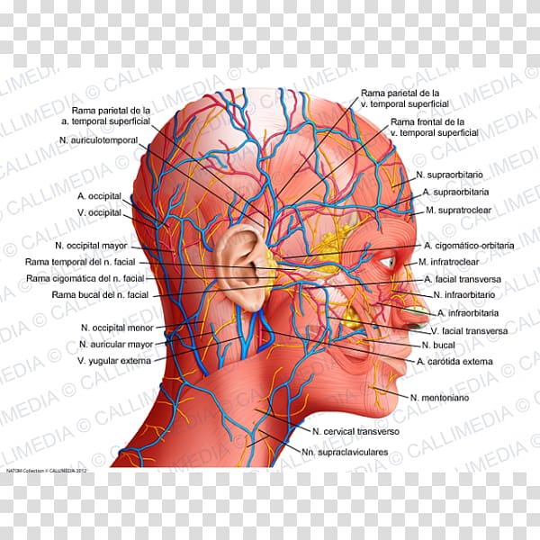 Human anatomy Physiology Human body Head, science transparent background PNG clipart