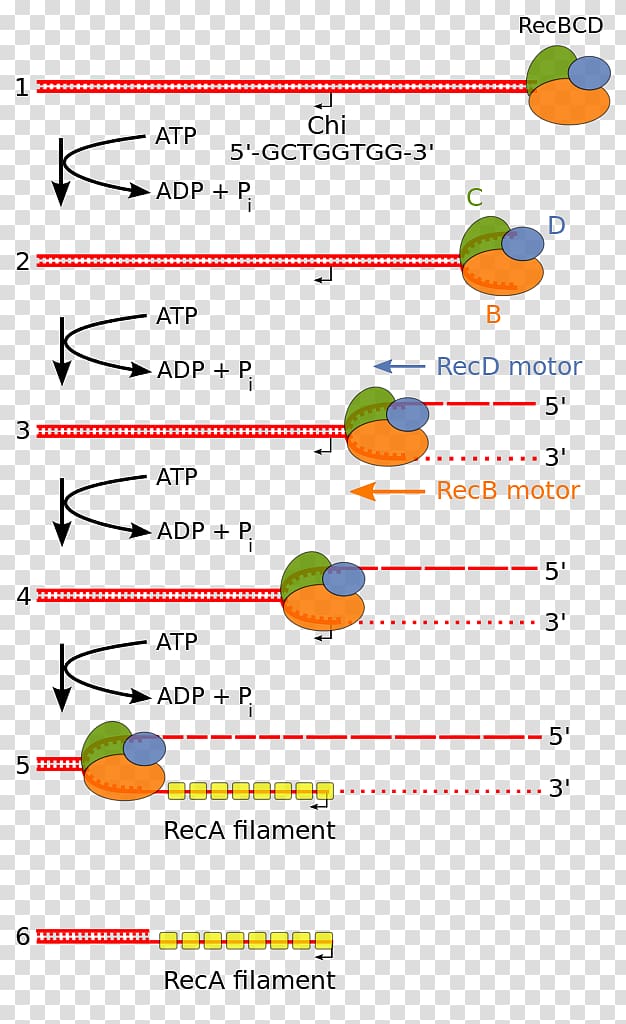 Exonuclease Endonuclease RecBCD Homologous recombination DNA, others transparent background PNG clipart