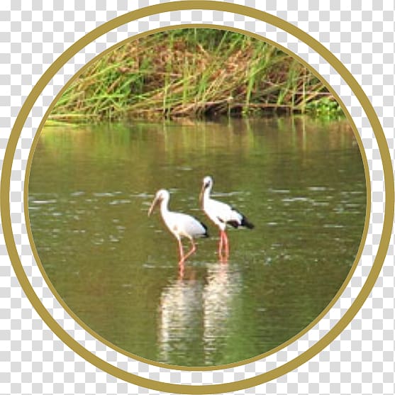 Stork Crane Water resources Bird Pond, stork transparent background PNG clipart