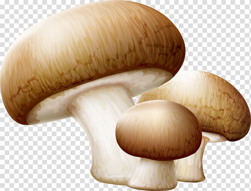 Common mushroom Edible mushroom , Mushrooms decorative material modification transparent background PNG clipart