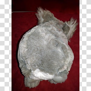 Dog Canidae Fur Snout Mammal, Dog transparent background PNG clipart thumbnail