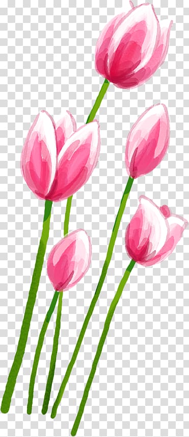 Tulip Pink Petal, Pink tulips transparent background PNG clipart
