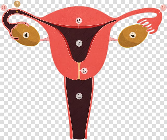 Tubal ligation Ligature Menstruation Adenomyosis Reproductive system, contraception transparent background PNG clipart