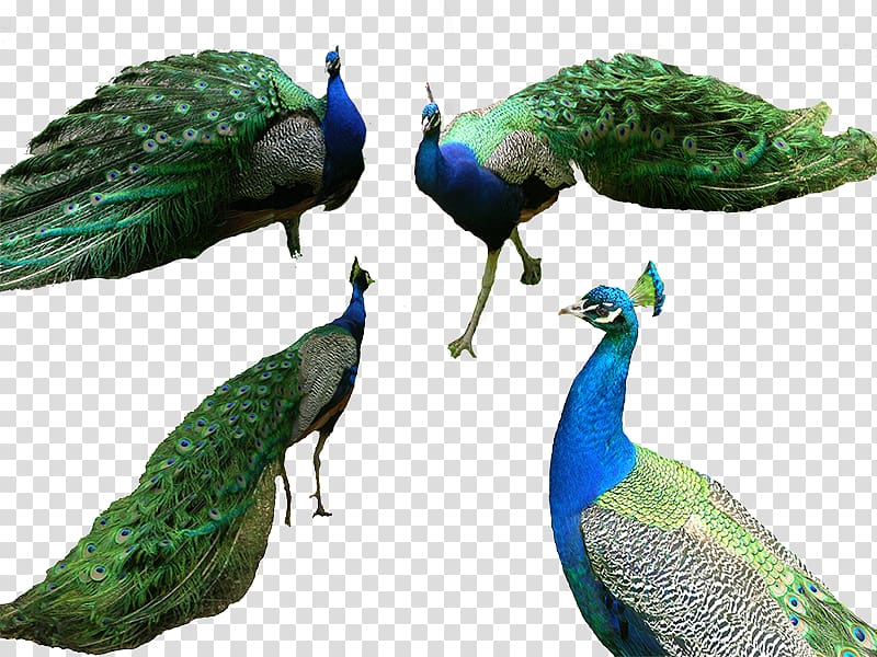 Bird Tiger Peafowl Computer file, Four beautiful peacock transparent background PNG clipart