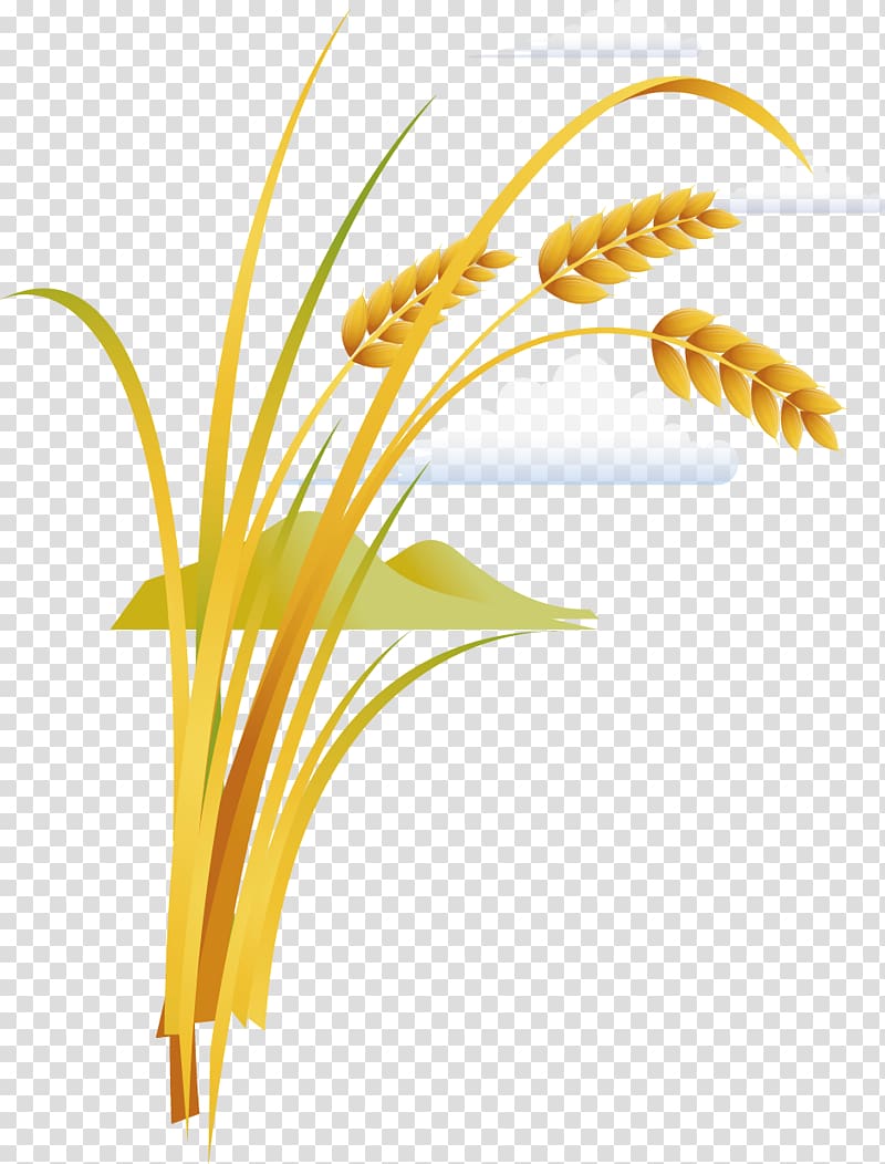 Rice Grauds, Food wheat transparent background PNG clipart