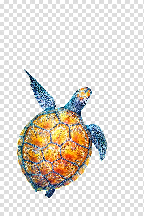 Sea turtle Drawing, creatures transparent background PNG clipart
