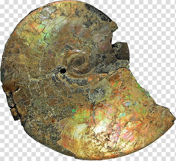 Yorkshire Type Ammonites Albian Cretaceous Geology, Ammonite Resources transparent background PNG clipart