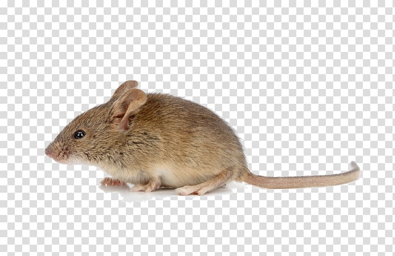 brown mouse, Rodent House mouse Brown rat , mice transparent background PNG clipart