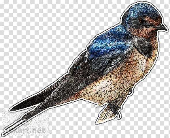 Barn swallow Drawing, Bird transparent background PNG clipart