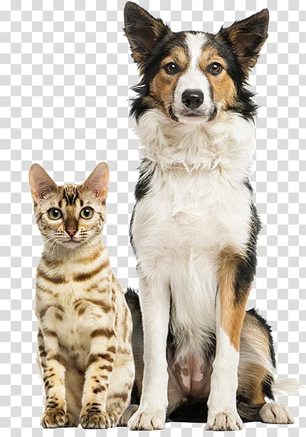 Border Collie Rough Collie Armadale Farm Kennel Veterinarian Cat, dogs and cats transparent background PNG clipart